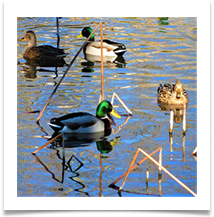 3. Ducks - Rob Sparkes